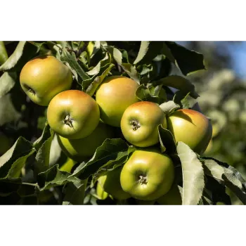 Natural Apple Plant